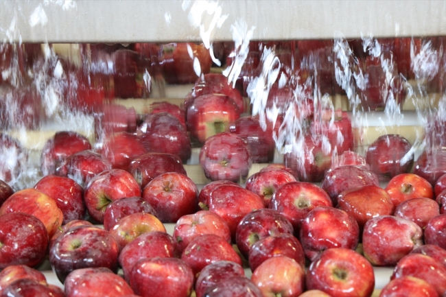 Organik mumlanan elmaların yeni rotası Uzak Doğu